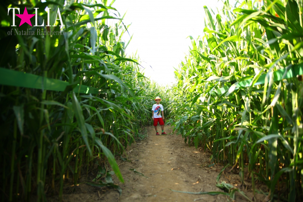Кукурузный лабиринт и катание в бочках в HANK'S PUMPKINTOWN, the Hamptons, NY